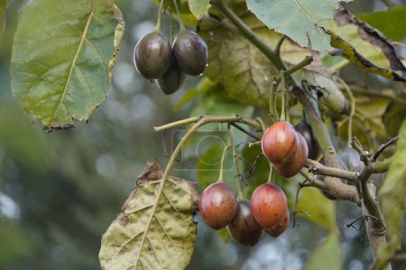 Foto de El tamarillo (Solanum betaceum) es un pequeño árbol o arbusto perteneciente a la familia de las solanáceas.). - Imagen libre de derechos