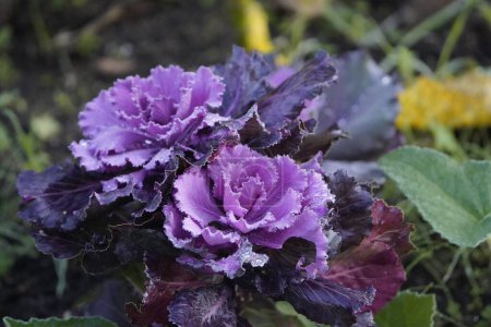 Photo for Ornamental kale lavender, Brassica oleracea var. sabellica L., Brassicaceae family. - Royalty Free Image