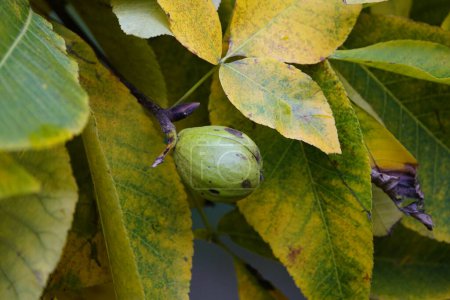 Téléchargez les photos : Carya ovata, à l'automne octobre 2023, famille des Juglandaceae. Hanovre, Allemagne. - en image libre de droit