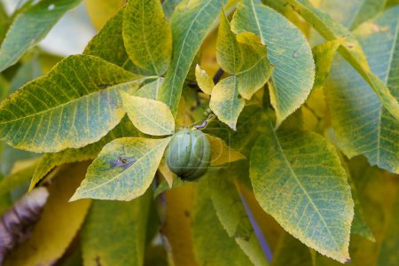 Téléchargez les photos : Carya ovata, à l'automne octobre 2023, famille des Juglandaceae. Hanovre, Allemagne. - en image libre de droit