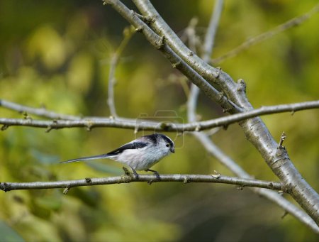 Photo for The long-tailed tit (Aegithalos caudatus), also named long-tailed bushtit, is a common bird found throughout Europe and the Palearctic. Aegithalidae family. Hanover, Germany. - Royalty Free Image