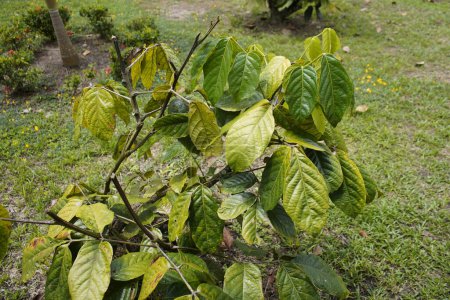 Foto de Arbustos de guaraná (Paullinia cupana (syn. P. crysan, P. sorbilis) Maus, selva amazónica, Brasil. - Imagen libre de derechos