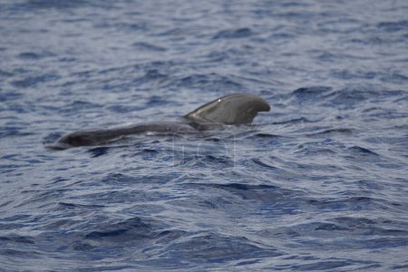 Foto de La ballena piloto de aletas largas (Globicephala melas) es una gran especie de delfín oceánico. Comparte el género Globicephala con la ballena piloto de aletas cortas (Globicephala macrorhynchus). Aquí en el Atlántico cerca de las Islas Canarias. - Imagen libre de derechos