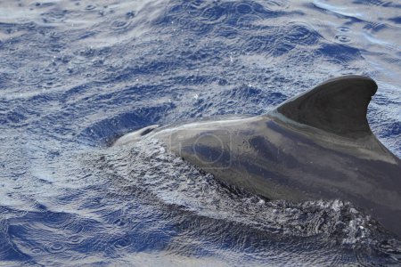 Foto de La ballena piloto de aletas largas (Globicephala melas) es una gran especie de delfín oceánico. Comparte el género Globicephala con la ballena piloto de aletas cortas (Globicephala macrorhynchus). Aquí en el Atlántico cerca de las Islas Canarias. - Imagen libre de derechos