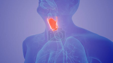 Téléchargez les photos : Concept médical de la glande thyroïde humaine - en image libre de droit