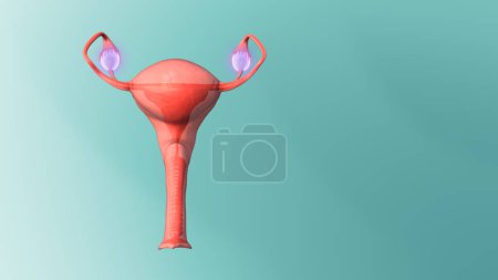Ovaries in the female reproductive system