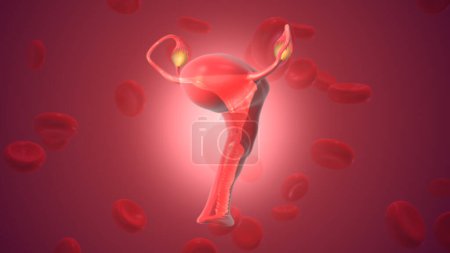 Blood cells with female reproductive system overrise