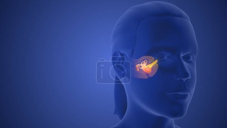 Animación médica 3D de la anatomía del oído