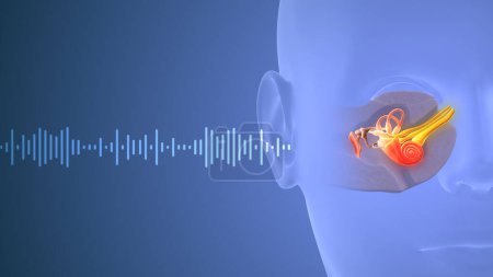 Ondas sonoras viajando a través del oído humano
