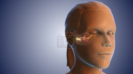 Ear wax infection medical concept