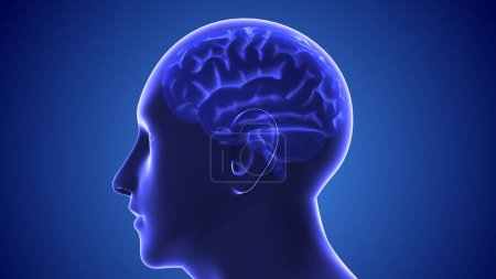 Téléchargez les photos : Concept médical du cerveau humain - en image libre de droit