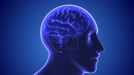 Téléchargez les photos : Concept médical du cerveau humain - en image libre de droit