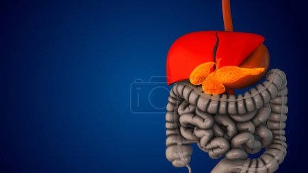 Foto de El páncreas controla la homeostasis de la glucosa - Imagen libre de derechos