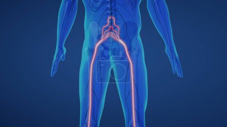 Photo for Sciatic nerve pain in lower body - Royalty Free Image