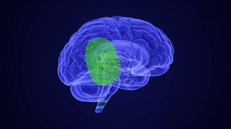Téléchargez les photos : Cartographie de la douleur chronique dans le cerveau - en image libre de droit