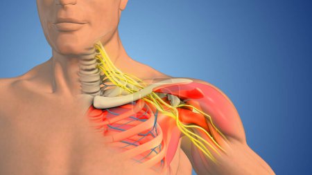 Brachial plexus nerve network in the shoulder structure
