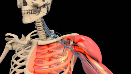 Téléchargez les photos : Réseau de nerfs du plexus brachial dans la structure des épaules - en image libre de droit