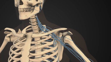 Brachial plexus network of nerves in the shoulder structure