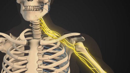 Red de nervios del plexo braquial en la estructura del hombro