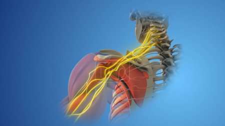 The network of brachial plexus nerves in the shoulder structure