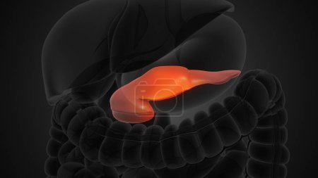 Human pancreas anatomy medical background