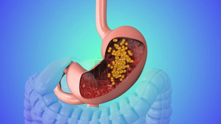 Photo for 3D animation of the human digestive system - Royalty Free Image