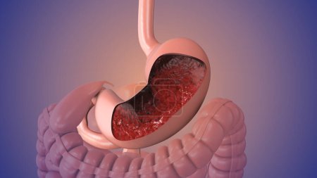 Photo for Animation of the human digestive system - Royalty Free Image