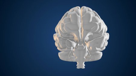 3D Animation of Human Brain