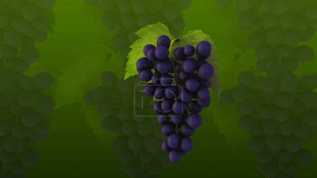 Background of red grapes in a bunch