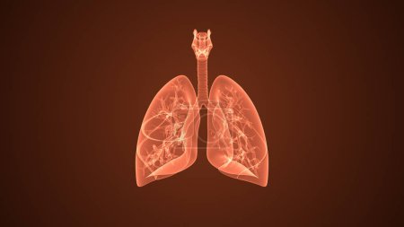 Órgano interno humano con pulmones