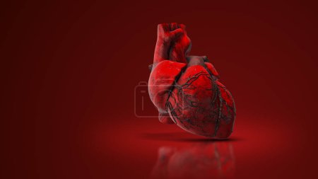 Animación médica del corazón humano
