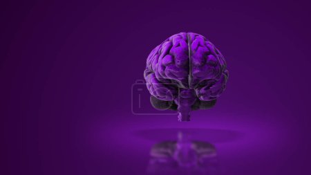 Photo for Human brain in 3D medical animation - Royalty Free Image