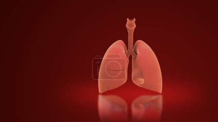 3d Lungen des menschlichen Atemsystems