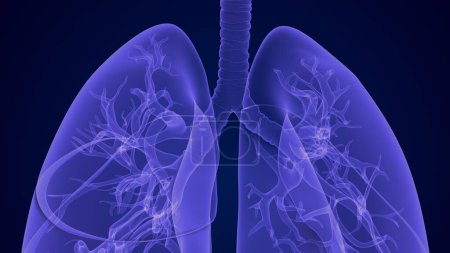 Téléchargez les photos : Le système respiratoire et les poumons - en image libre de droit