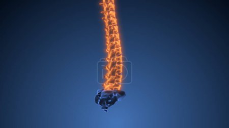 Foto de Animación médica vertebral de la médula espinal humana - Imagen libre de derechos