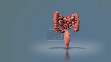 Human digestive system medical animation