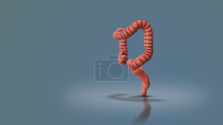The large intestine known as the colon