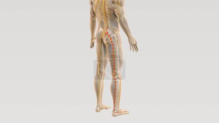 Photo for Sciatica spine and nerve pain path - Royalty Free Image