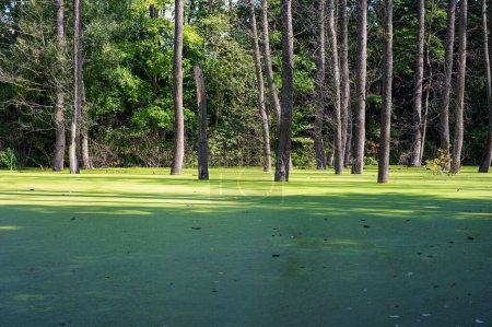 Photo for Covered with green duckweed lake in forest, that lookes like golf course. Some trees grows from water - Royalty Free Image