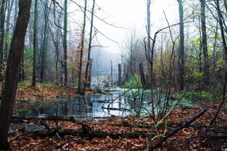 Photo for Foggy landscape with forest creek and autumn leaves on banks. Trees, water - Royalty Free Image