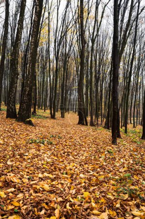 Photo for Path through forest. Golden autumn scenery landscape with trees and colorful yellow leaves - Royalty Free Image