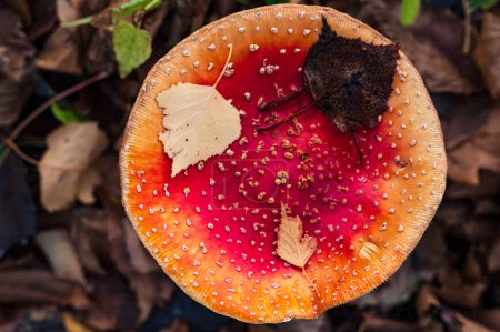 Téléchargez les photos : Gros plan sur les champignons Amanita muscaria. Psychédélique poison hallucinigène champignons rouges en bref en automne - en image libre de droit