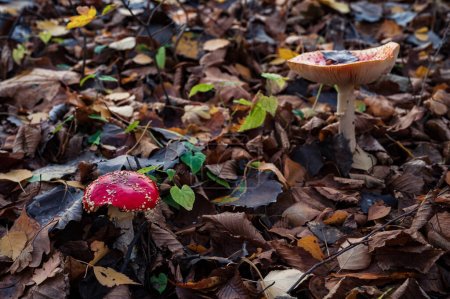 Téléchargez les photos : Champignon Amanita muscaria. Deux champignons rouges hallucinigènes psychédéliques empoisonnés en forêt - en image libre de droit
