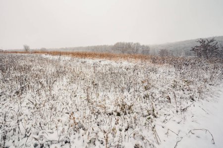 Photo for Winter field in snow with dry yellow grass and trees on background. Landscape - Royalty Free Image