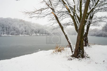 Photo for Group of trees in snow on bank of forest lake or river with frozen ice water. Winter landscape - Royalty Free Image