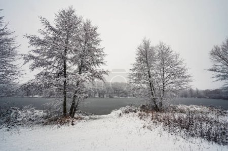 Photo for Two double trees on snow and misty winter bank of forest river or lake covered with ice. Landscape - Royalty Free Image