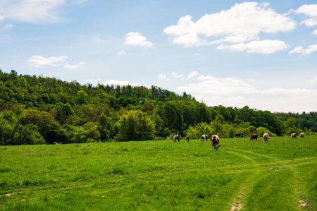 Cows in green field on river bank. Lush spring europe forest, blue sunny sky with white clouds