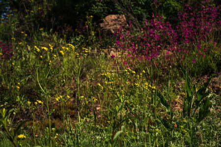 Wild meadow yellow magenta flowers in mountaine