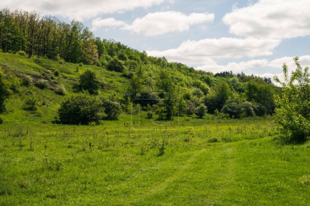 Green field. Lush spring europe forest on hill, blue sunny sky with white clouds. Country cottagecore landscape