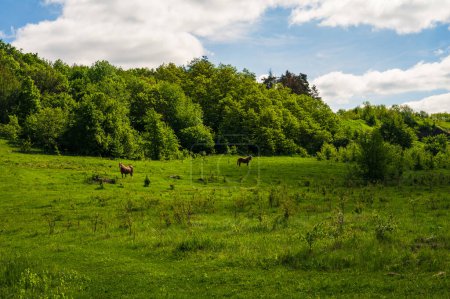 Horses in green field. Lush spring europe forest, blue sunny sky with white clouds. Country landscape